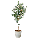アートグリーン　フロア　オリーブツリー1.6m　G-OVT16